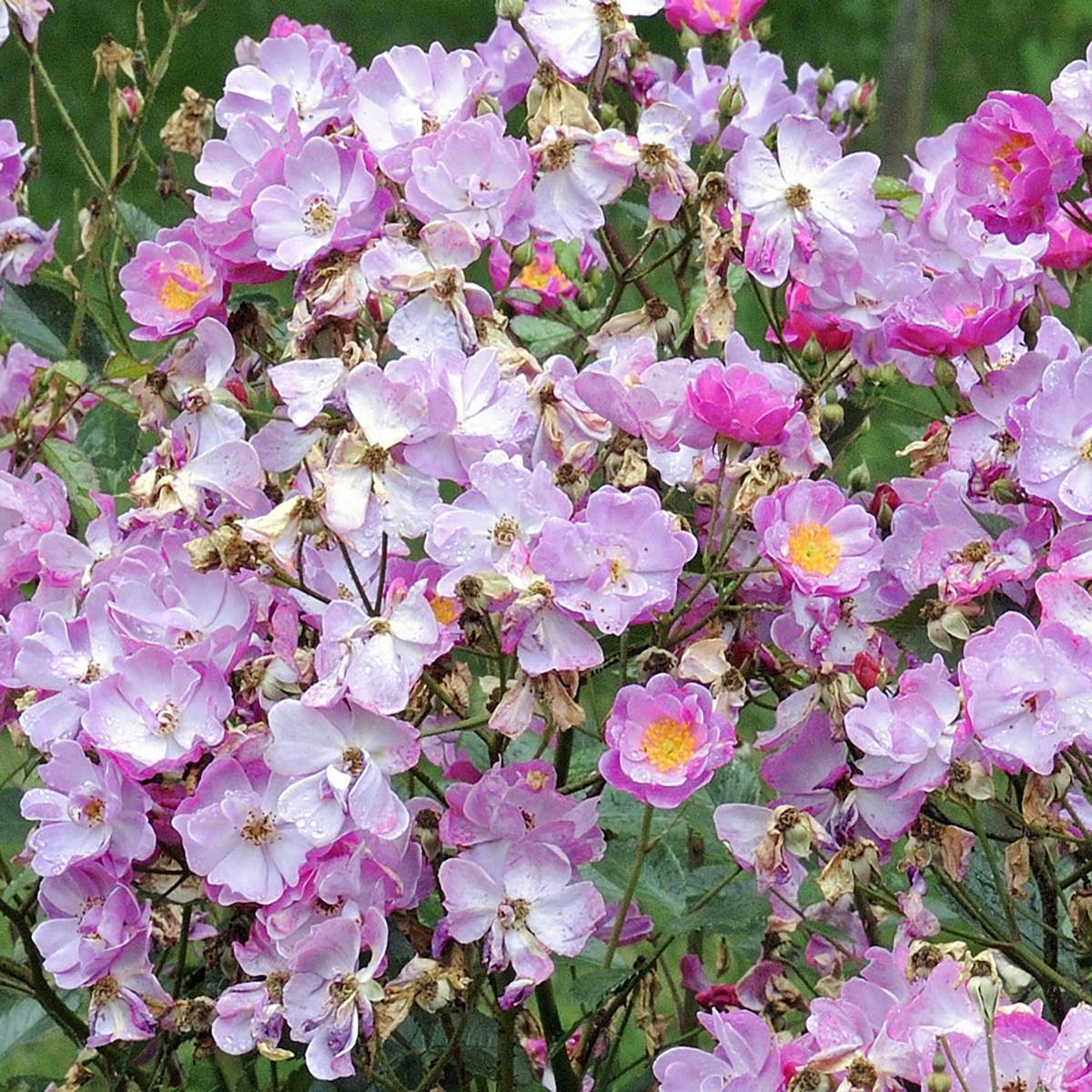 Promesse de Fleurs - Rosier arbustif Lavender Dream Pot de 2L/3L
