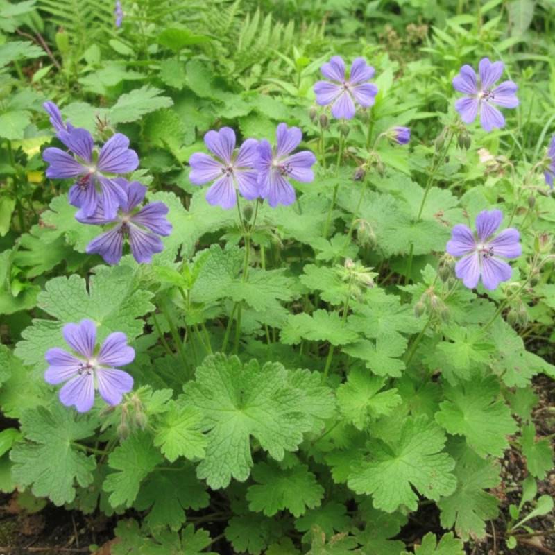 Géranium vivace Terre Franche à fleurs Bleue/ - feuillage Persistant - Godet