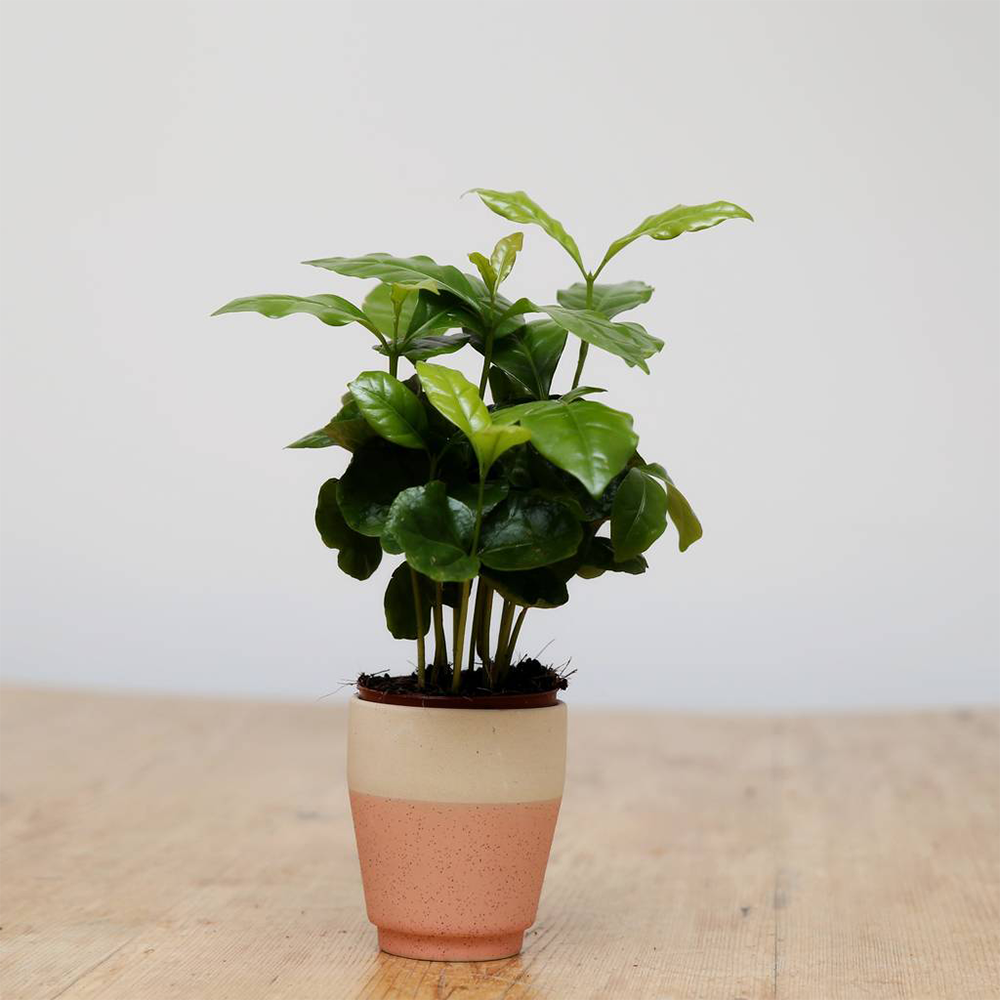 Gardenersdream - Caféier Coffea Arabica De Qualité Supérieure - Plante D'Intérieur Vivante Dans Un Pot De 13 Cm - GardenersDream - Imagen 1