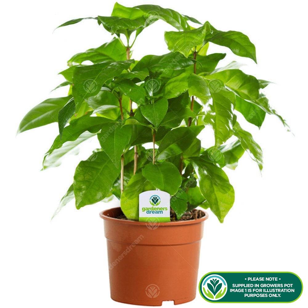 Gardenersdream - Caféier Coffea Arabica De Qualité Supérieure - Plante D'Intérieur Vivante Dans Un Pot De 13 Cm - GardenersDream - Imagen 2