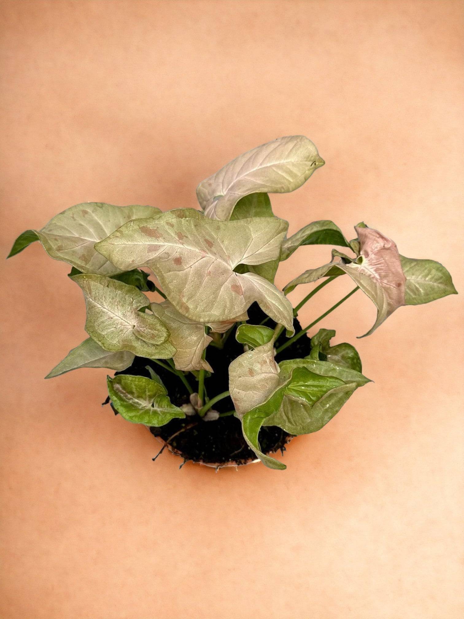 Syngonium Pink Spot- La Green Touch