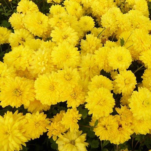Chrysanthème des jardins Citronella - Chrysanthemum indicum Godet de 8/9 cm