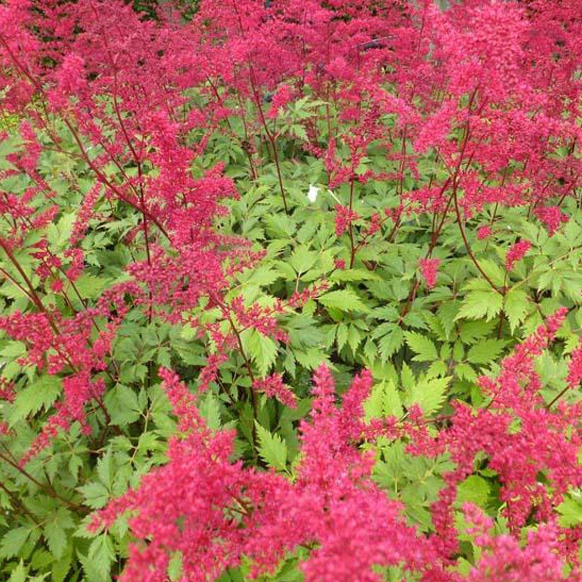 Astilbe arendsii Spinell - Astilbe rouge carminé Godet de 8/9 cm