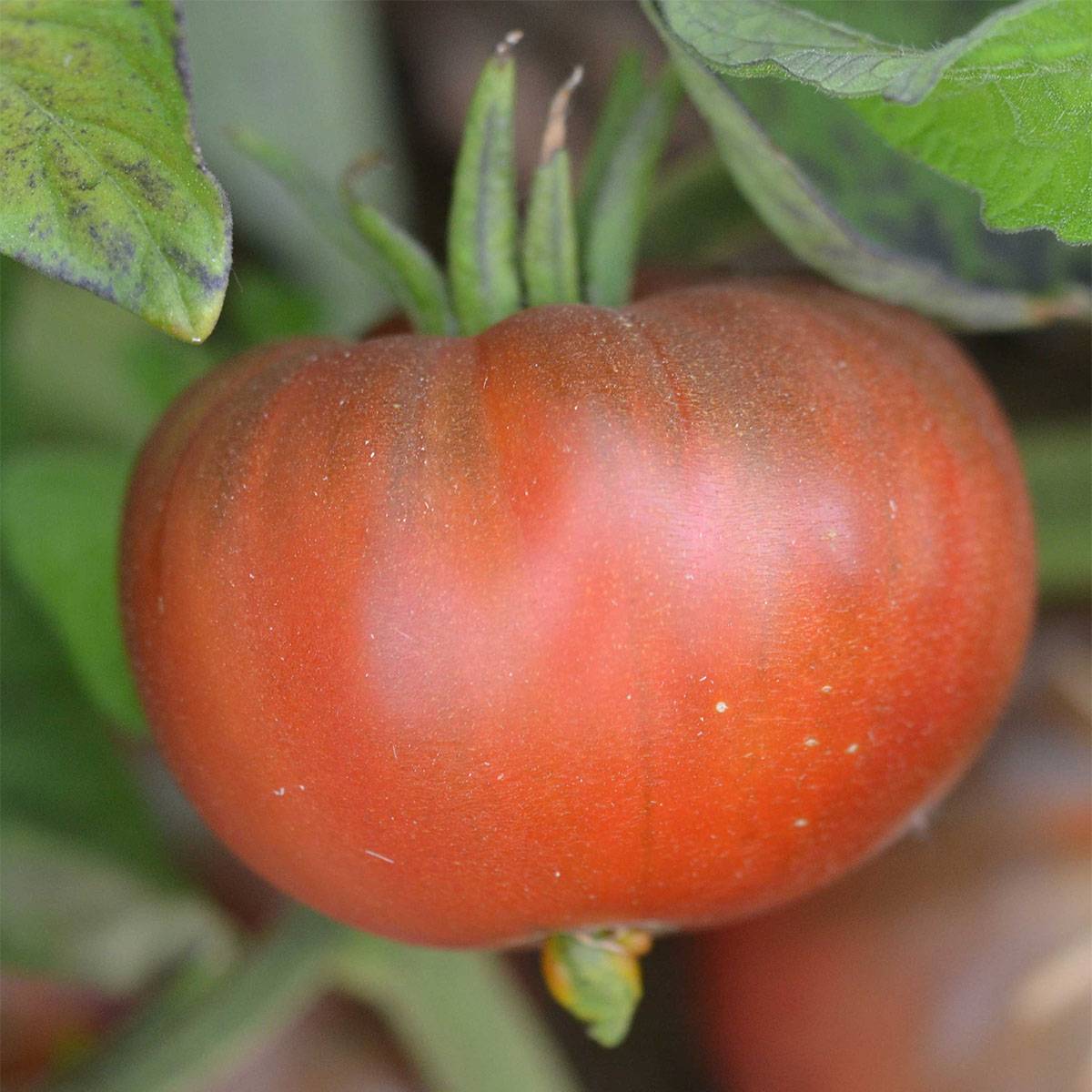 Tomate Black Sea Man Bio - Ferme de Sainte Marthe le sachet de 50 graines environ