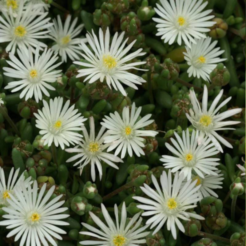 Delosperma Graaf Reinet, Pourpier vivace à fleurs Blanche/ - feuillage Persistant - Godet - 5/20 cm - Imagen 4