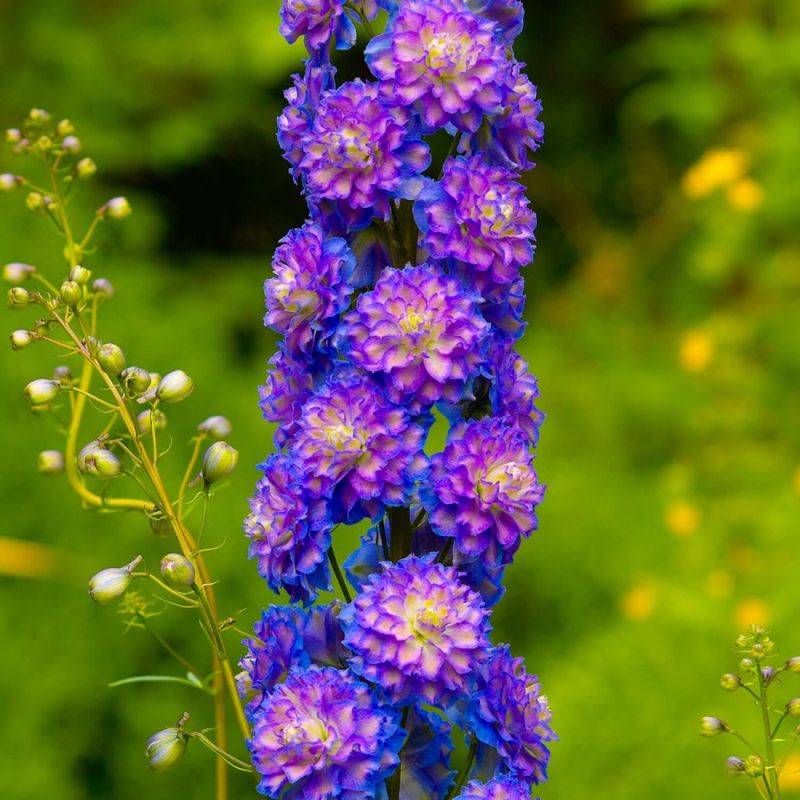 3 Pieds d'Alouette 'Bolero' (Delphinium) - Lot de 3 vivaces - Pépinières Naudet - Imagen 1