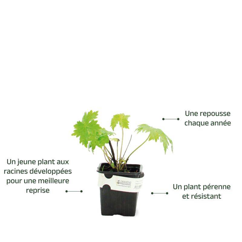 3 Pieds d'Alouette 'Bolero' (Delphinium) - Lot de 3 vivaces - Pépinières Naudet - Imagen 3