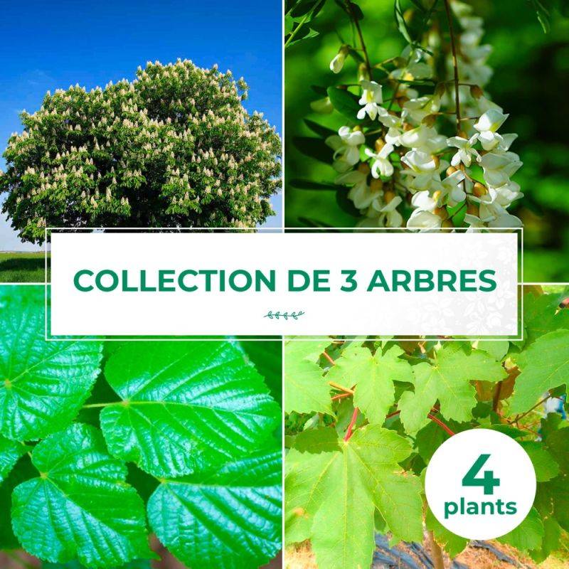 Collection 4 Arbres - Godet - Taille 20/40cm - Pépinières Naudet - Imagen 1