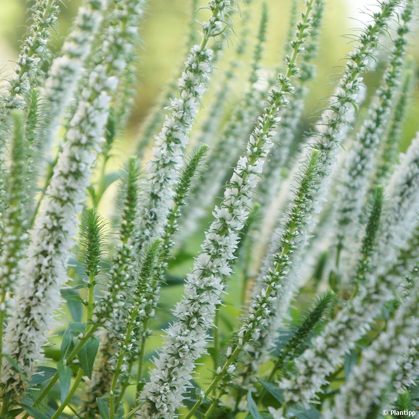 Promesse de Fleurs - Veronica spicata Snow Candles - Véronique en épis Pot de 1L/1,5L