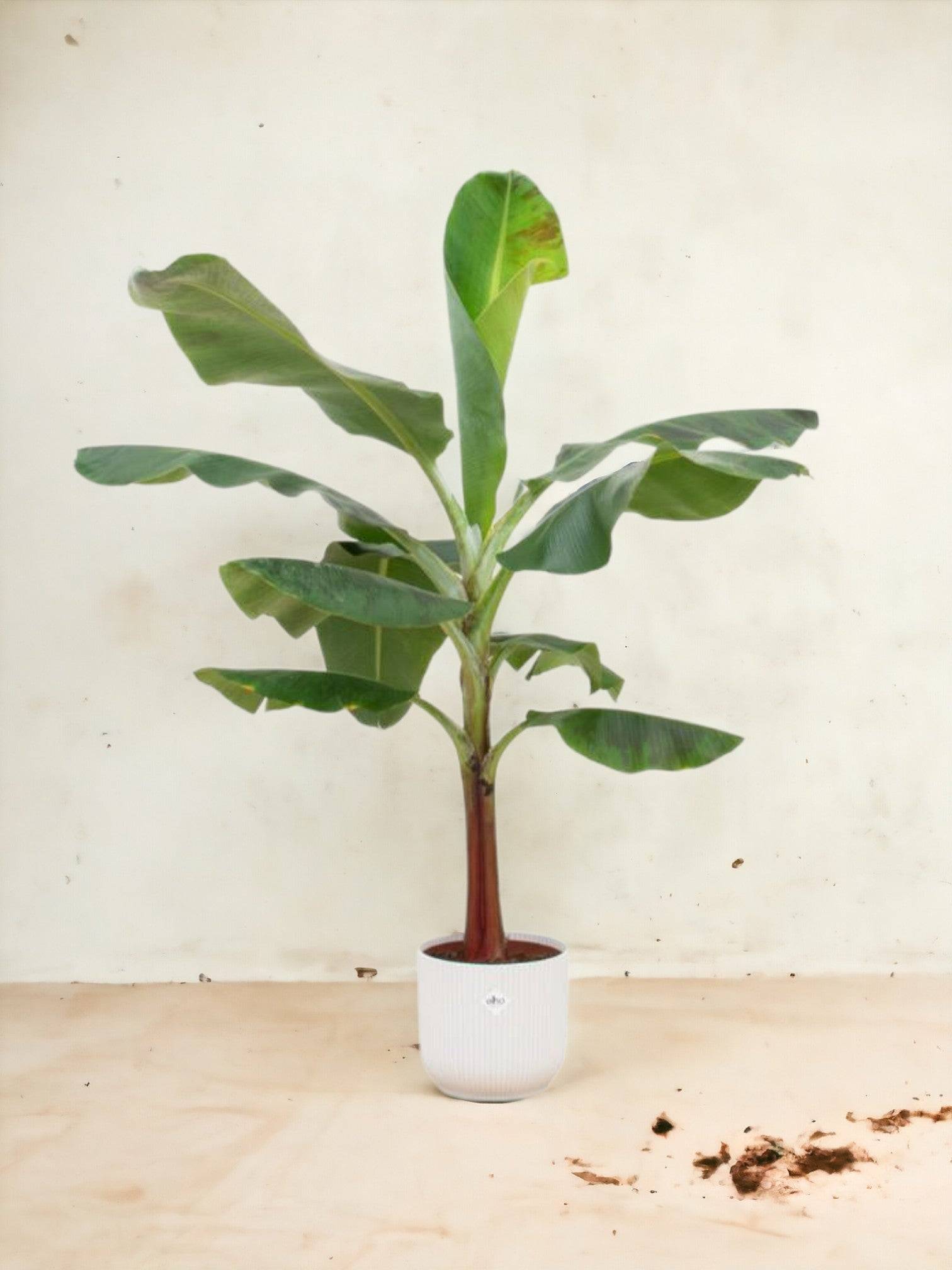 La Green Touch - Bananier Musa 120cm et son pot- La Green Touch Blanc 23cm - Hauteur 120cm
