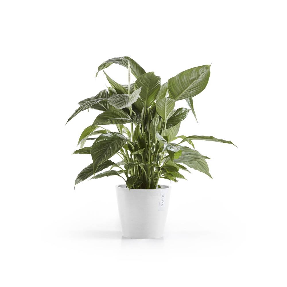 Ecopots - Pot Rond Amsterdam 20 Blanc Pur + réservoir d'eau - Ø 20 x H. 17,5 cm - 4 L ECOPOTS - Imagen 1