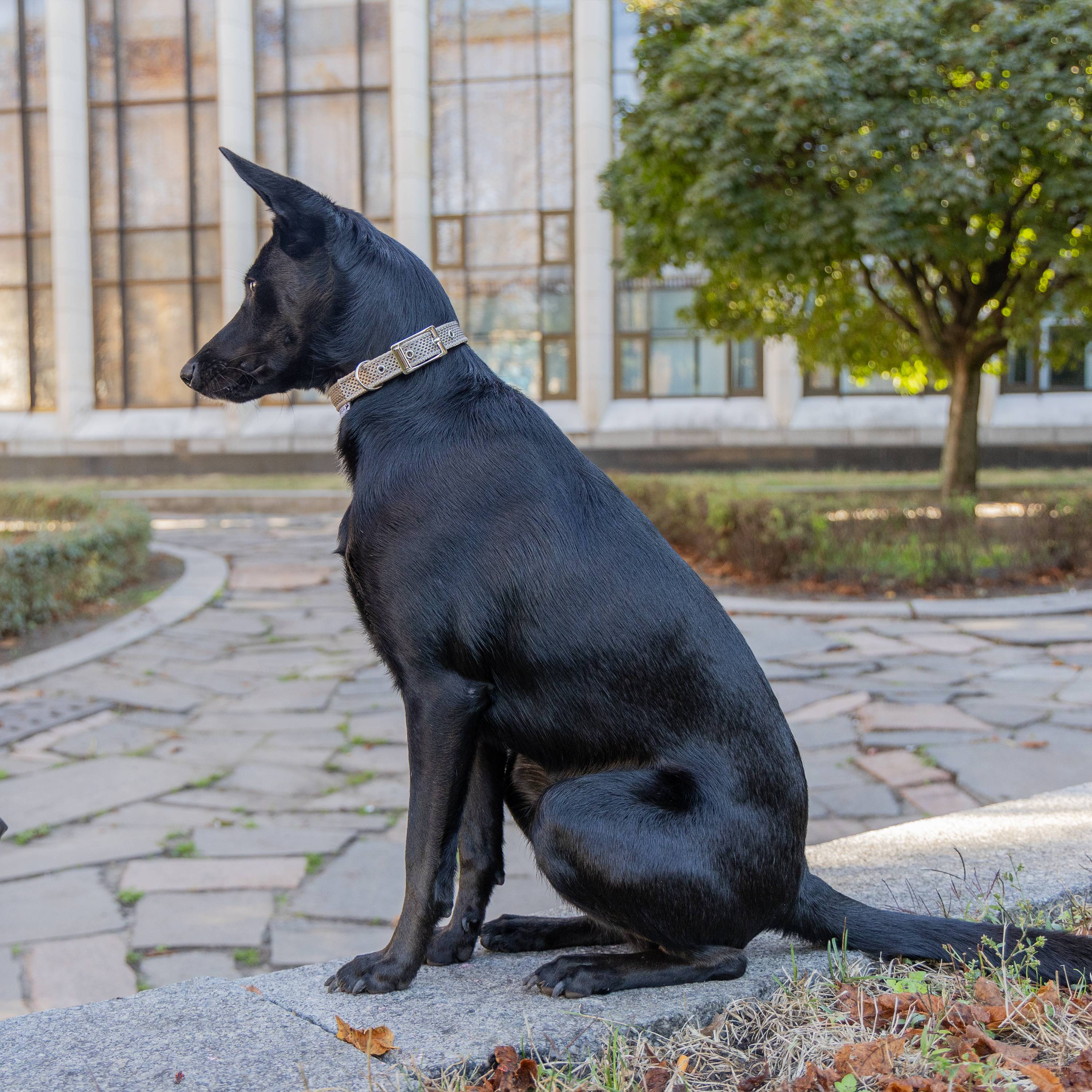 Ferplast - Collier pour Chiens Réfléchissant Rembourré DAYTONA DELUXE C20/43, Réglable, Boucle en Métal, Rouge-Noir - Imagen 3