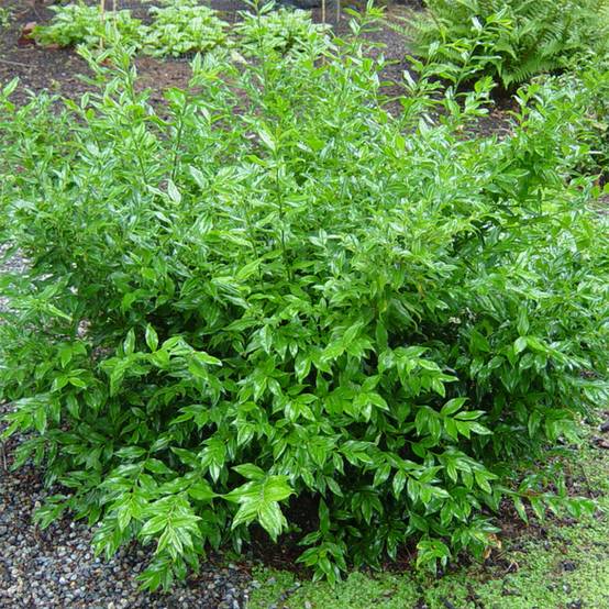 Promesse de Fleurs - Sarcococca ruscifolia - Sarcocoque à feuilles de Ruscus Pot de 2L/3L - Image 1