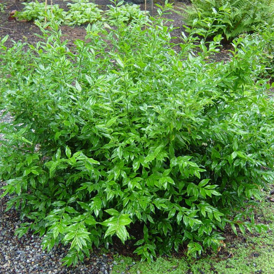 Promesse de Fleurs - Sarcococca ruscifolia - Sarcocoque à feuilles de Ruscus Pot de 2L/3L - Image 1