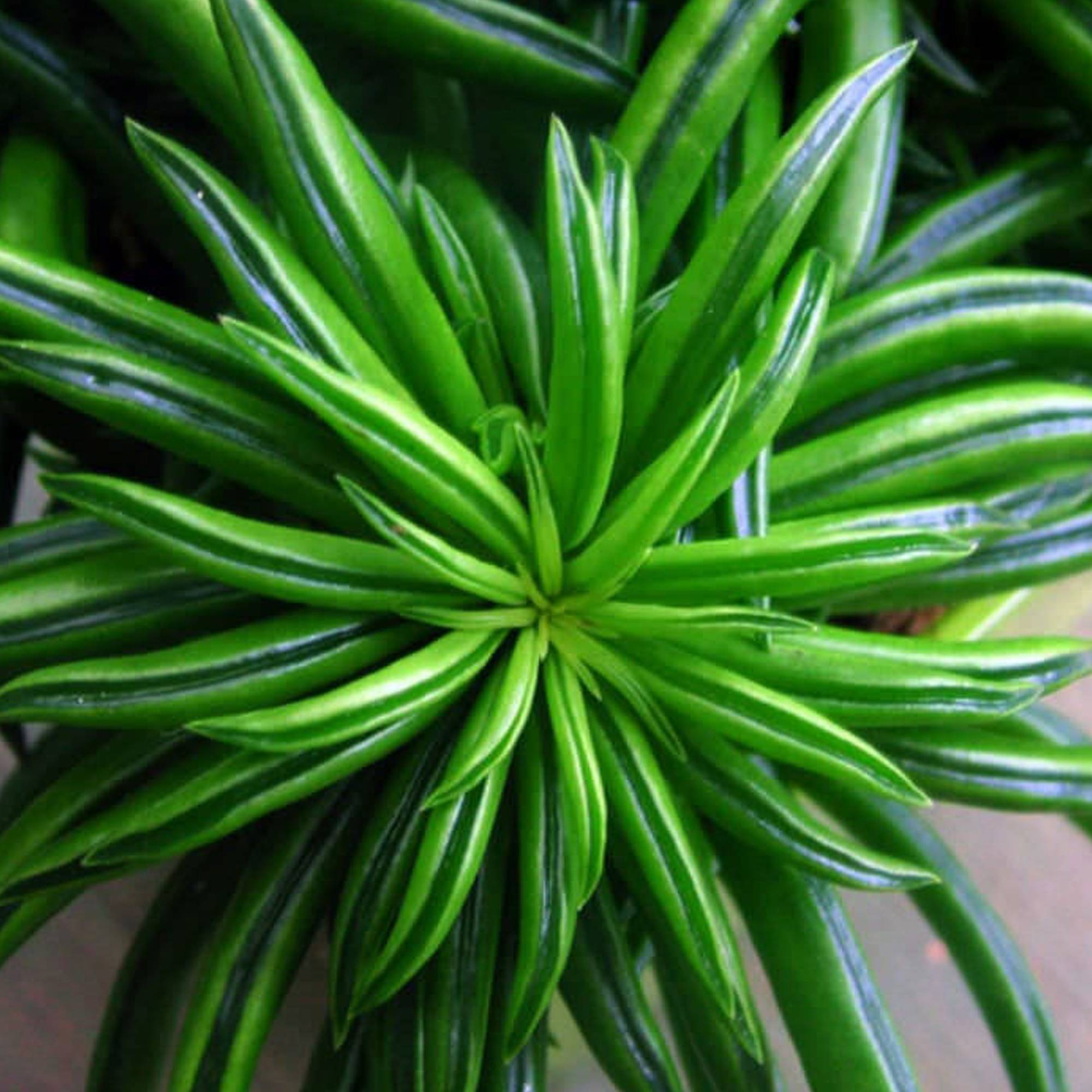 Gardenersdream - Peperomia Haricot Happy Bean Plante D'Intérieur Pour La Maison Ou Le Bureau (15-25 Cm Avec Pot) - GardenersDream - Imagen 2