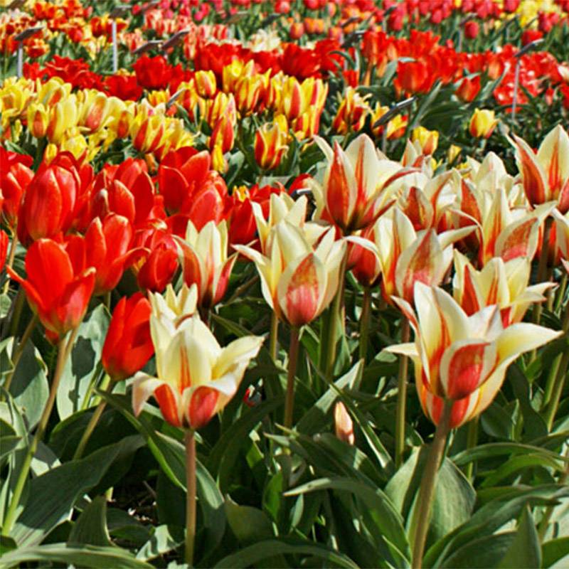 Promesse de Fleurs - Tulipe botanique greigii en mélange Bulbe calibre 11+ (par 6)