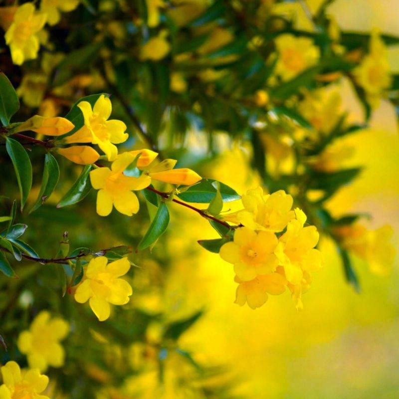 Jasmin d'Hiver (Jasminum Nudiflorum) - Godet - Taille 20/40cm - Pépinières Naudet - Image 1