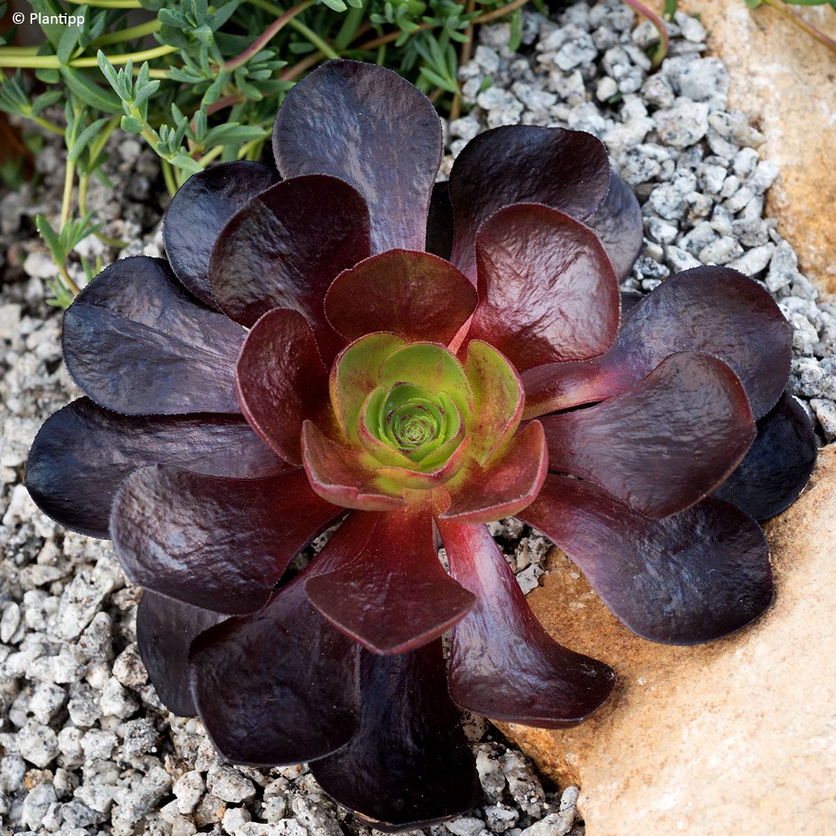 Semponium Destiny Pot de 2L/3L