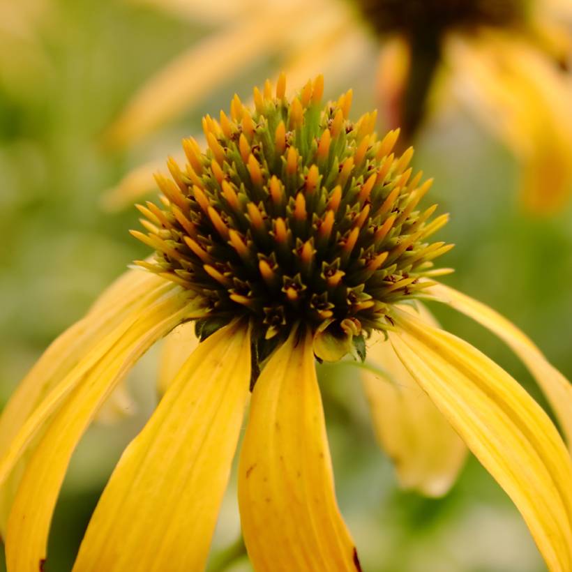 Echinacea Sunny Meadow Mama - Echinacée Godet de 8/9 cm