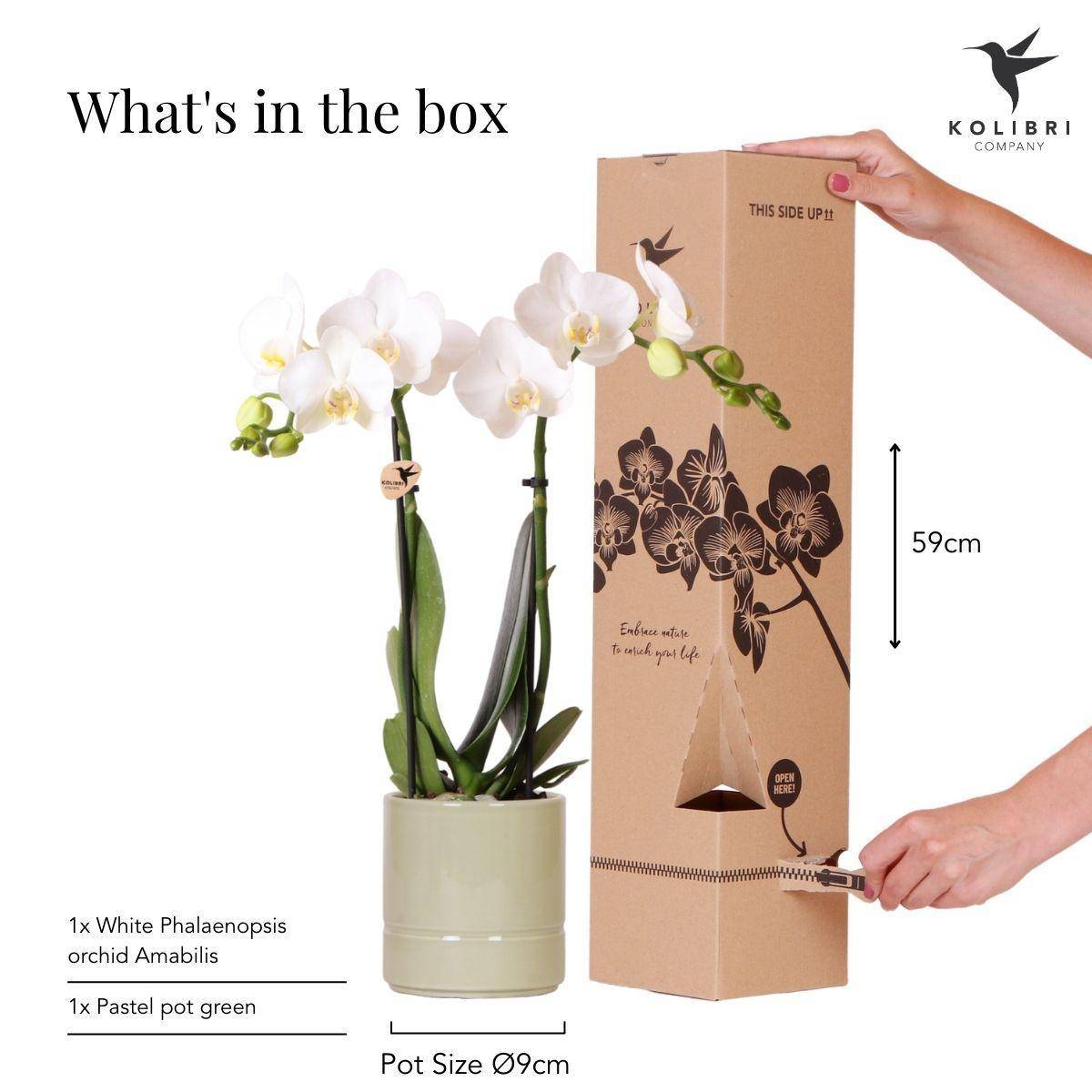 La Green Touch - Orchidée Amabilis Blanche et son pot- La Green Touch Pastel - Hauteur 35cm - Imagen 5