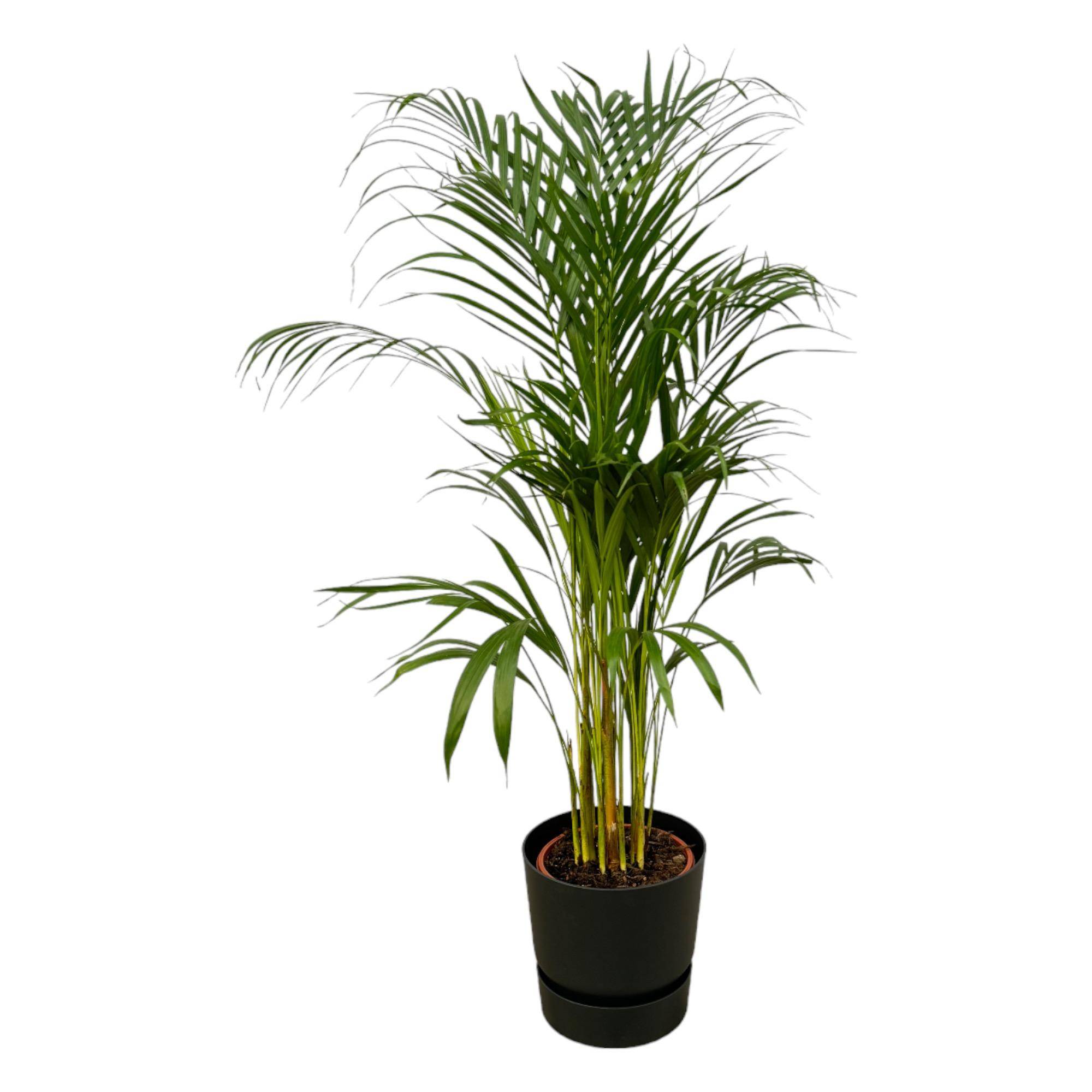 Palmier Areca - Plantes d'intérieur - Image 1