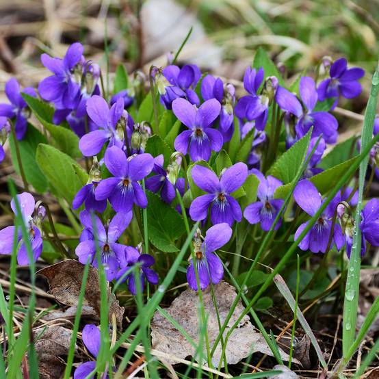 Promesse de Fleurs - Violette odorante - Viola odorata Godet de 8/9 cm
