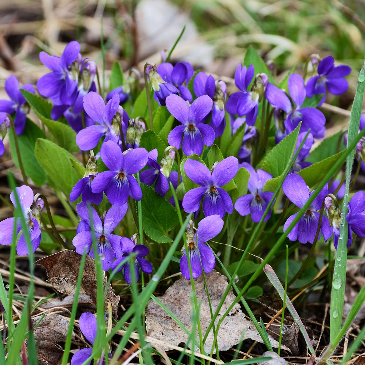 Promesse de Fleurs - Violette odorante - Viola odorata Godet de 8/9 cm