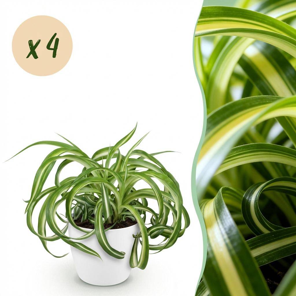 Chlorophytum comosum Bonnie - Pet-friendly - Pot de 12cm - Hauteur 20cm - 4 plantes - Blanc - Plantes d'intérieur
