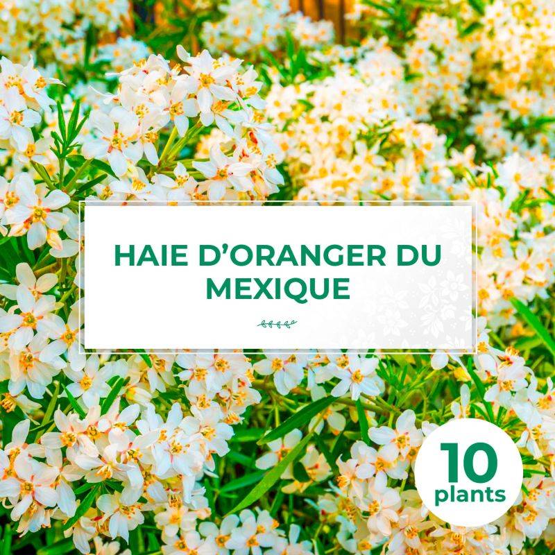 10 Oranger Du Mexique (Choisya Ternata) - Haie de Oranger du mexique -  - Pépinières Naudet - Image 1