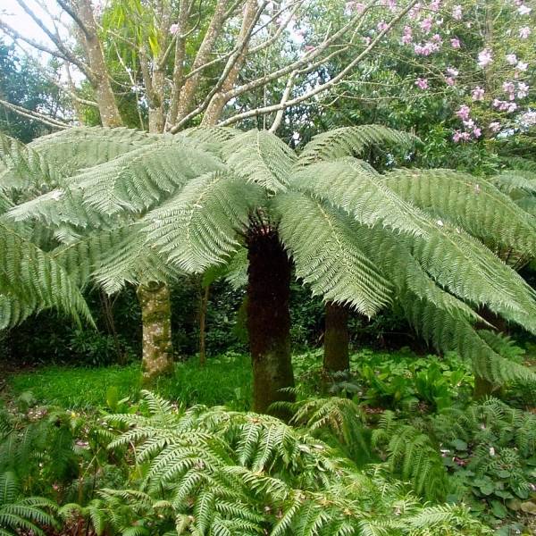 Fougère arborescente - Dicksonia antarctica Pot de 2L/3L - Image 1