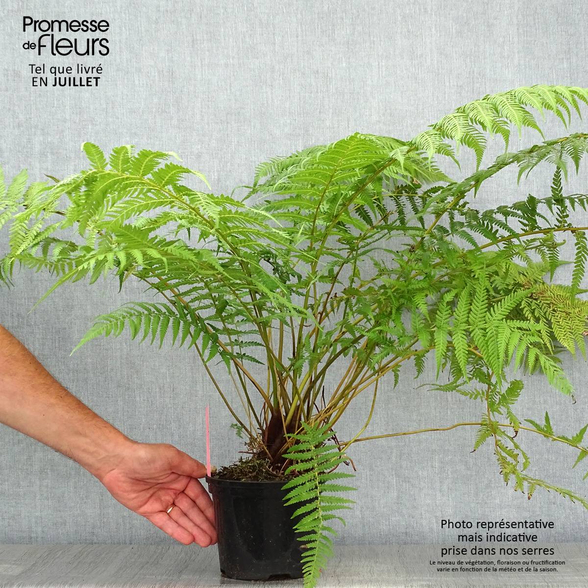 Promesse de Fleurs - Fougère arborescente - Dicksonia antarctica Pot de 2L/3L - Image 2