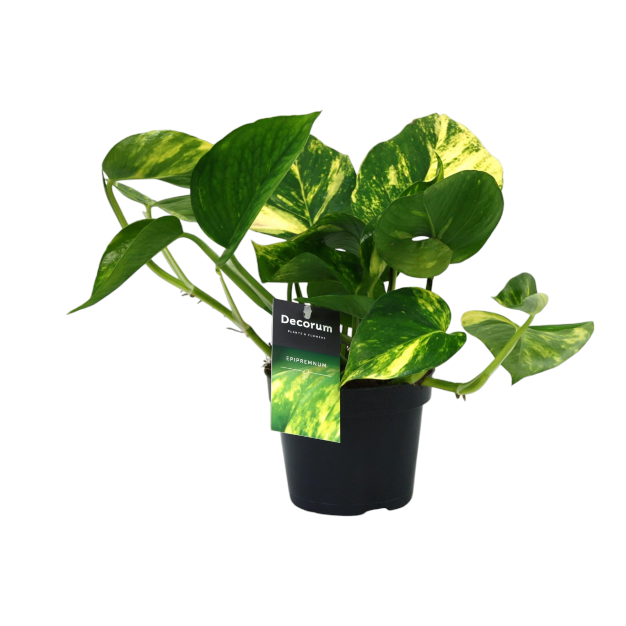 Scindapsus Aureum 25cm - Plante d'intérieur- La Green Touch - Image 1