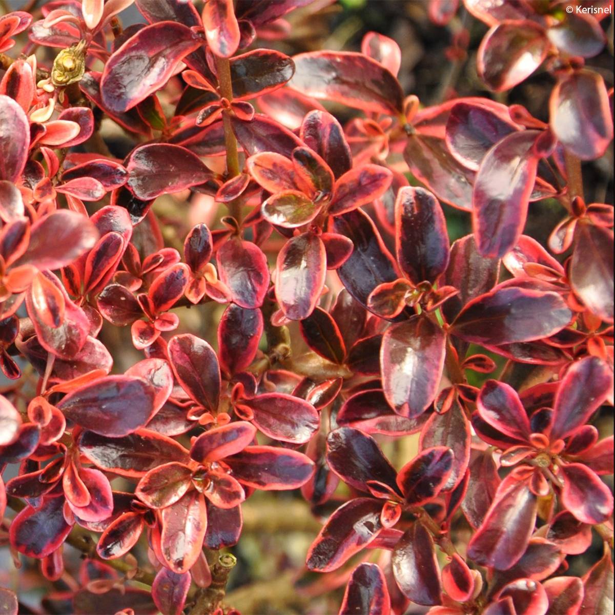 Promesse de Fleurs - Coprosma (x) repens Fire Burst Godet de 8/9 cm