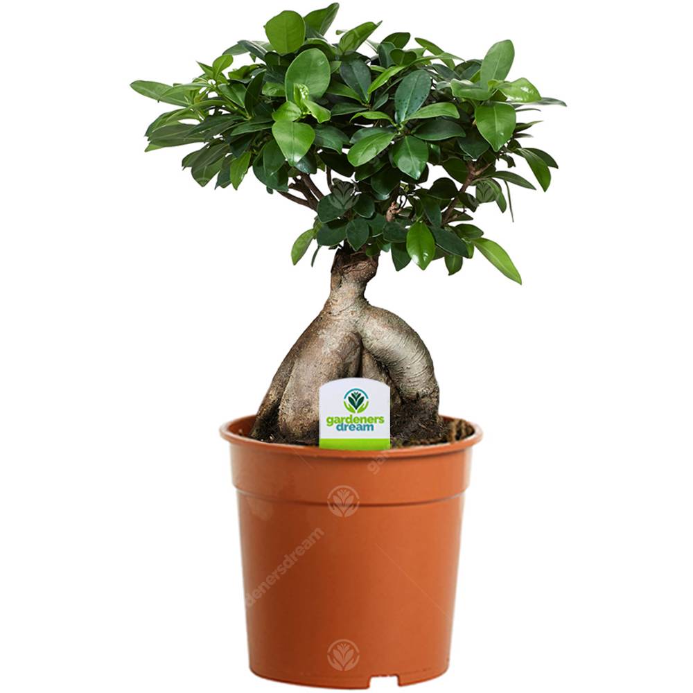 Gardenersdream - Ficus Ginseng – 1 Plante – Maison / Bureau Arbuste D’Intérieur En Pot 12 Cm - GardenersDream