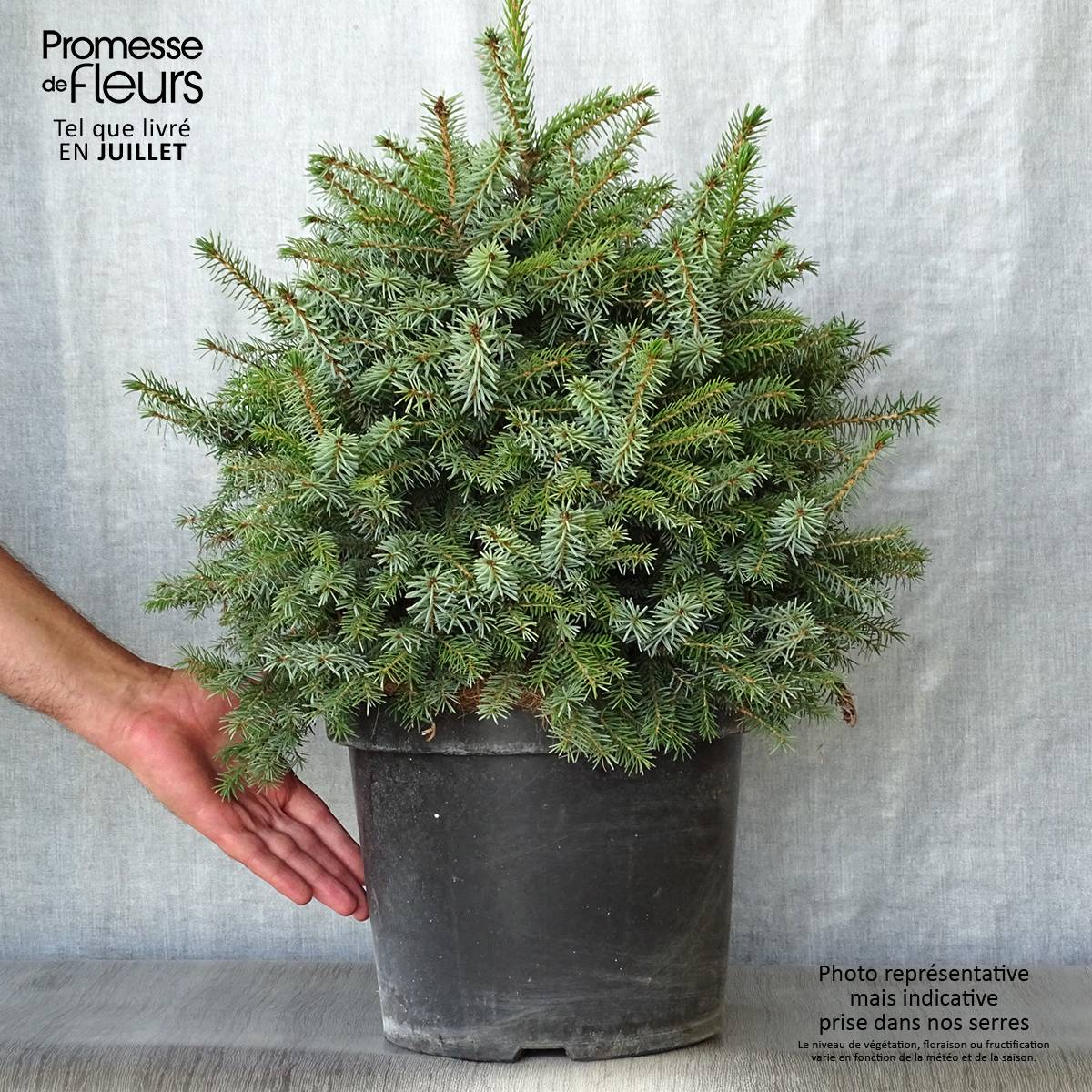 Épicéa de Serbie Nana - Picea omorika Pot de 7,5L/10L - Imagen 2
