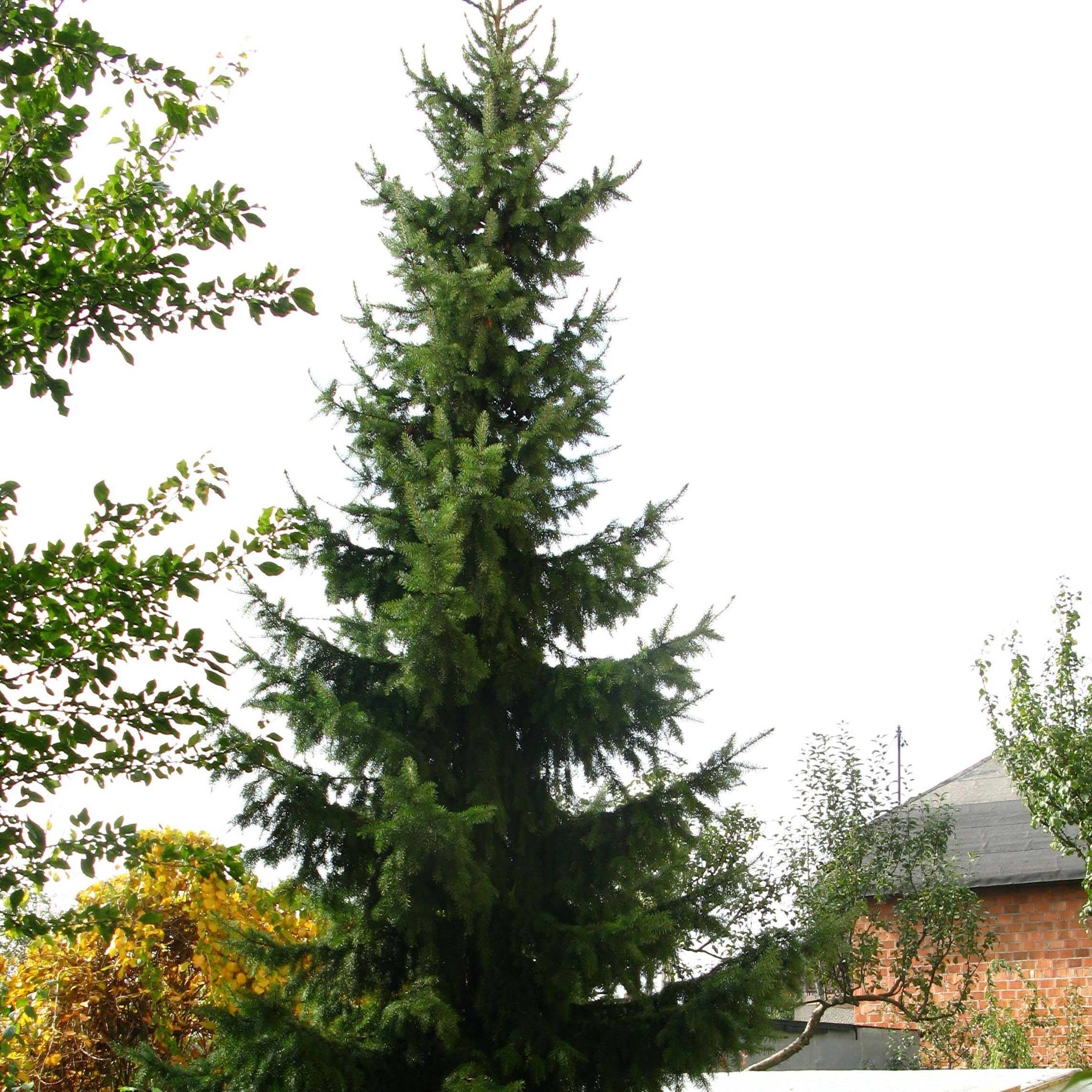 Épicéa de Serbie Nana - Picea omorika Pot de 7,5L/10L - Imagen 1