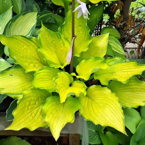 Hosta Django Pot de 1,5L/2L
