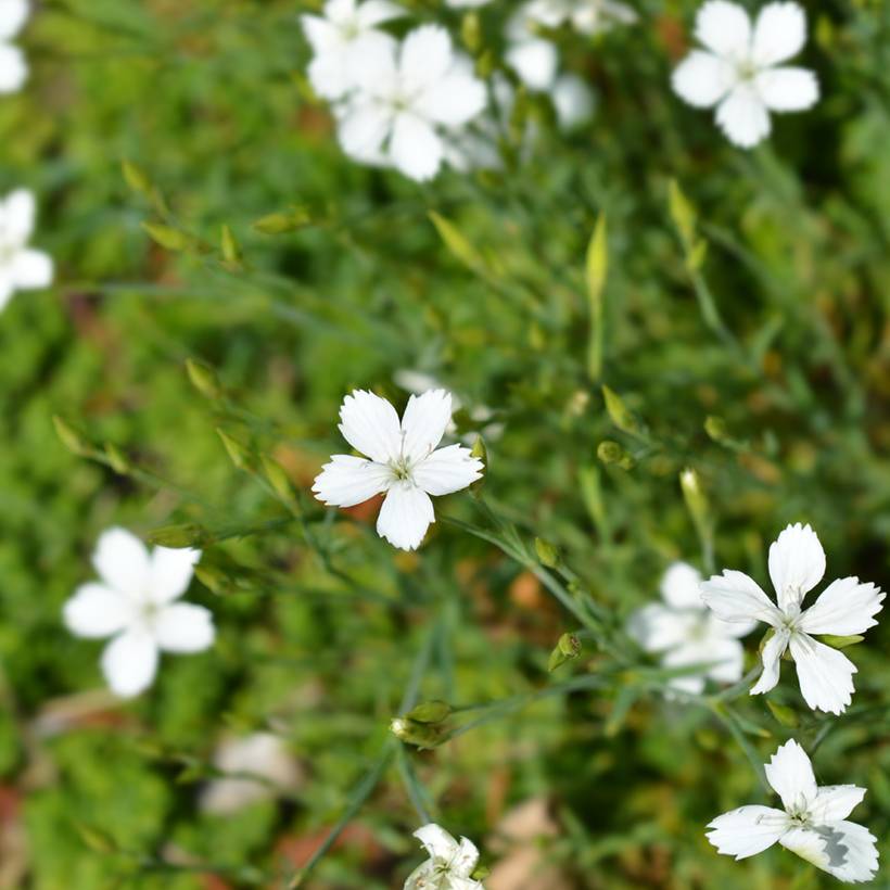 Graines d'Oeillet à delta Albus - Dianthus deltoides le sachet de 1450 graines environ (0,3g)