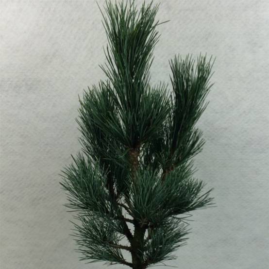 Pin cembro nain - Pinus cembra Compacta Glauca Pot de 4L/5L - Image 1