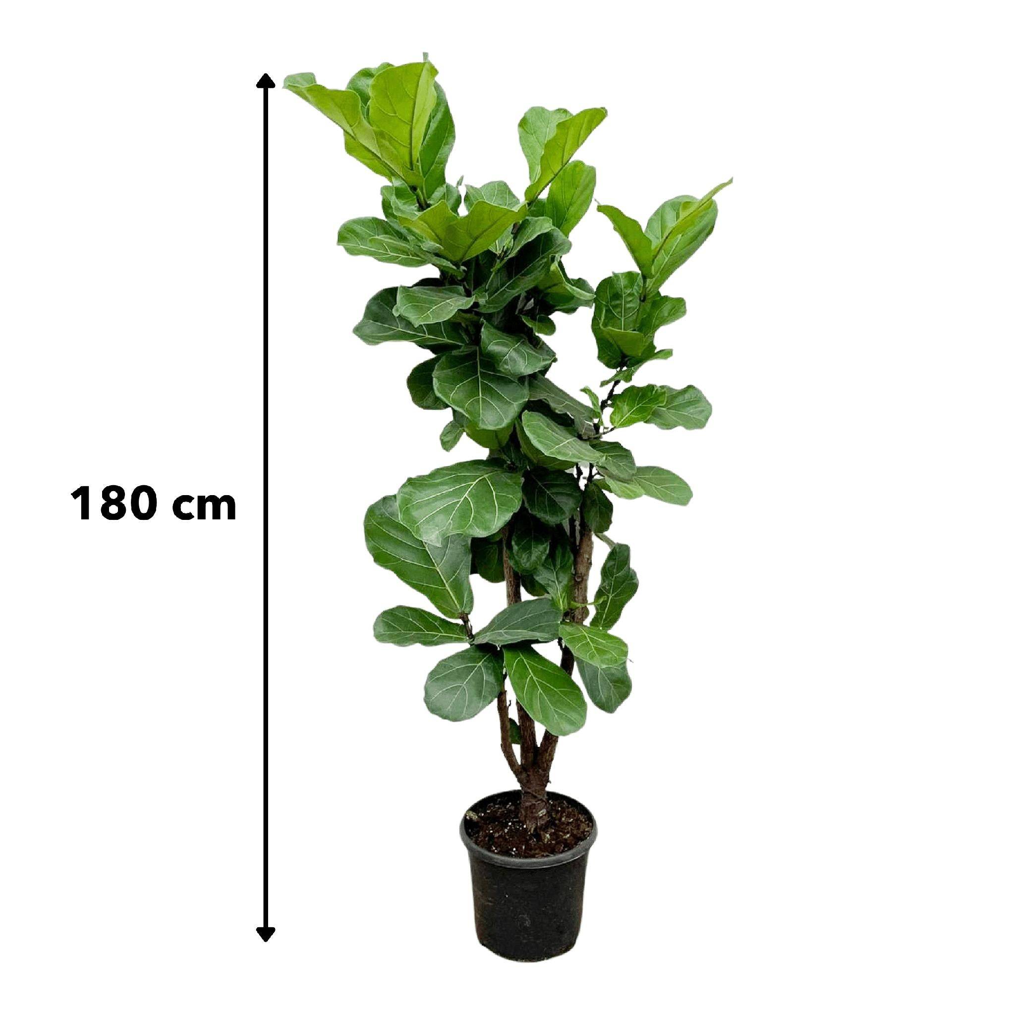 Ficus Lyrata Ramifié - D32 H150cm - Image 3