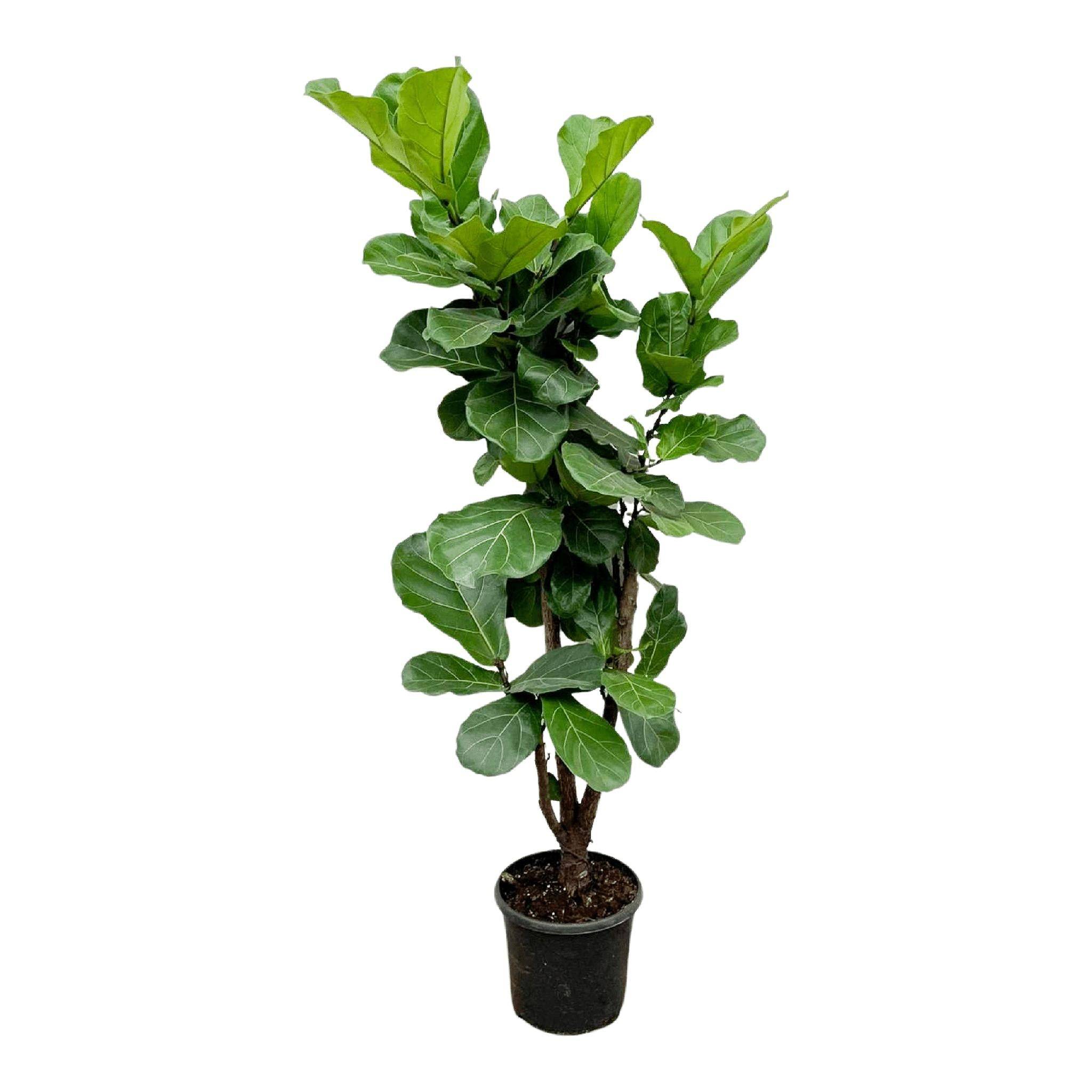 Ficus Lyrata Ramifié - D32 H150cm - Image 1