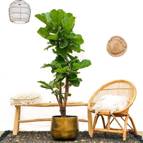 Ficus Lyrata Ramifié - D32 H150cm - Image 2