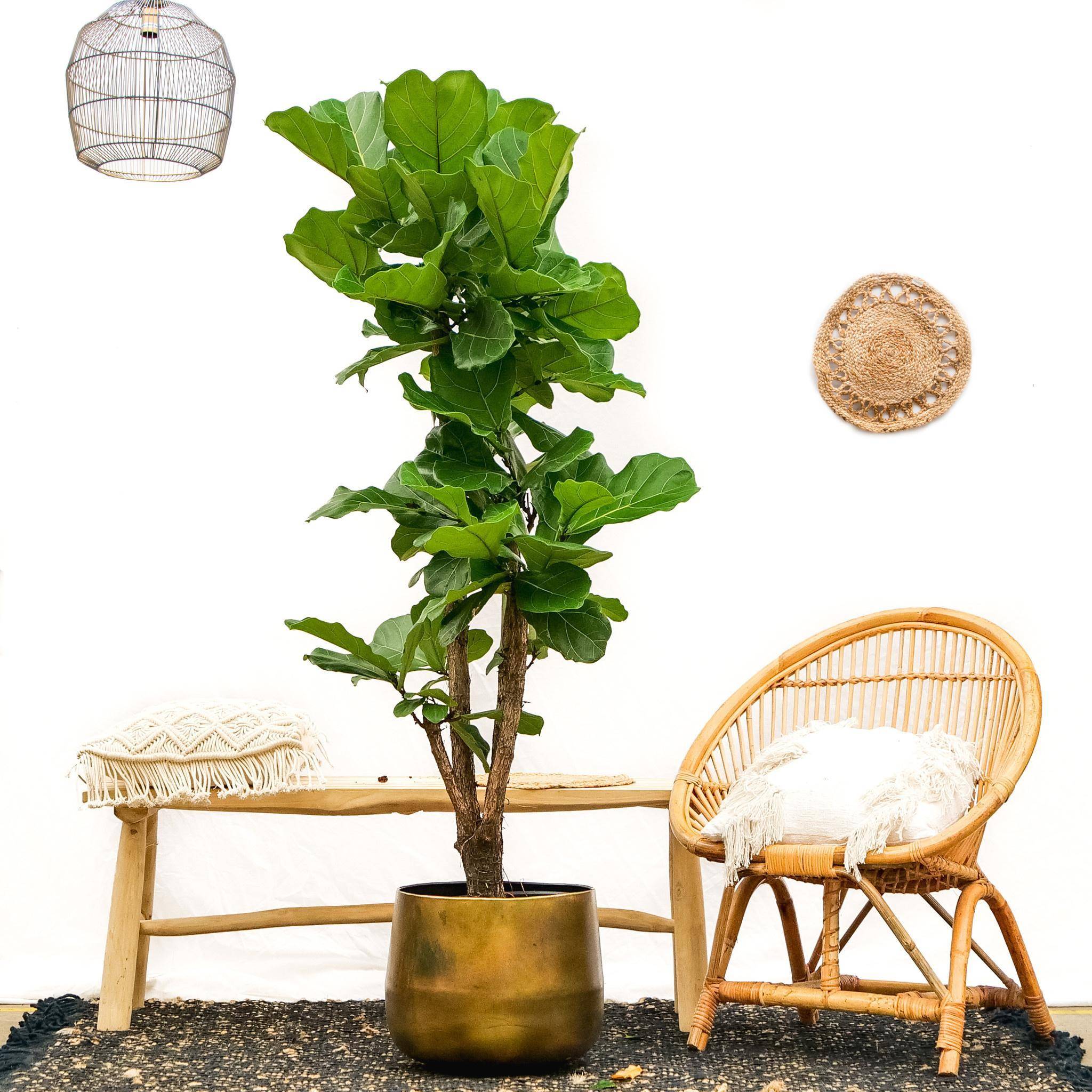 Ficus Lyrata Ramifié - D32 H150cm - Image 2