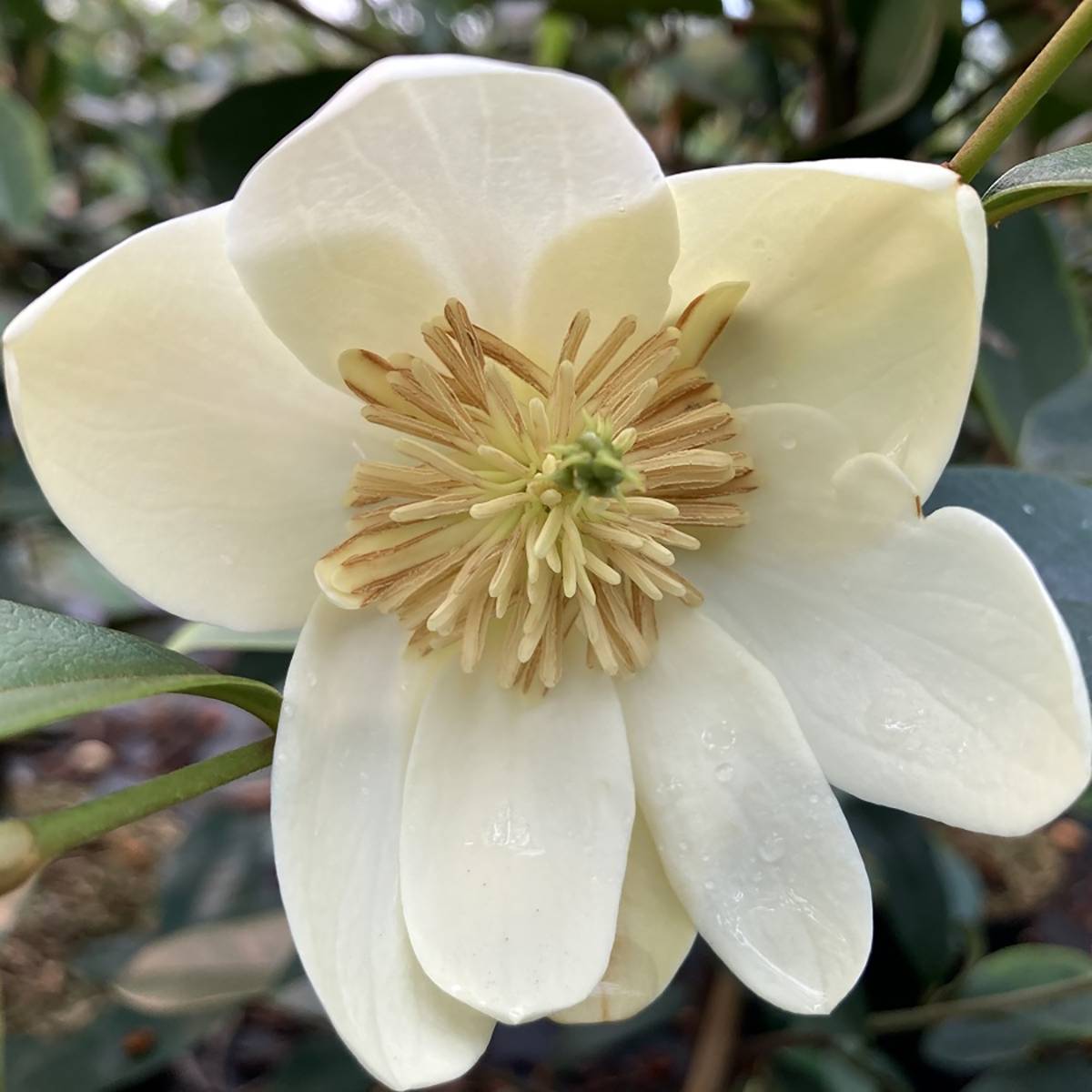 Magnolia laevifolia Achteraan - Michelia yunnanensis Pot de 4L/5L - Image 1