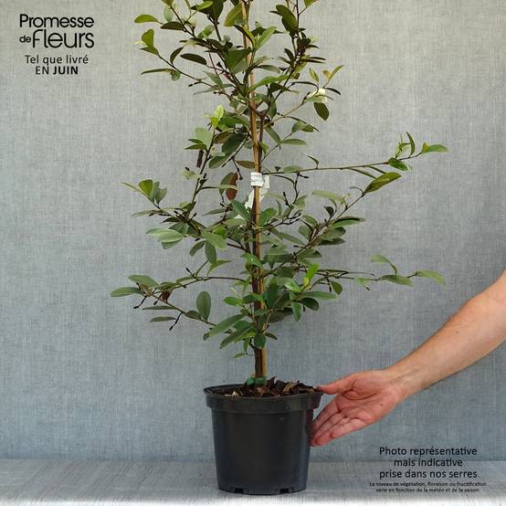 Magnolia laevifolia Achteraan - Michelia yunnanensis Pot de 4L/5L - Image 2