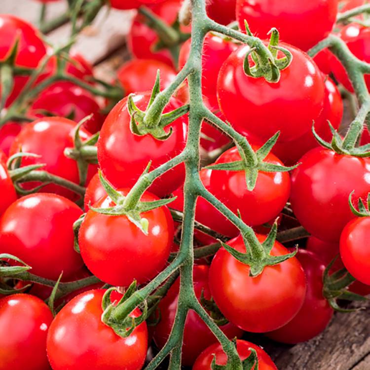 Plant de tomate cerise sweet 100 f1 pot de 0,5 litre - Jardiland
