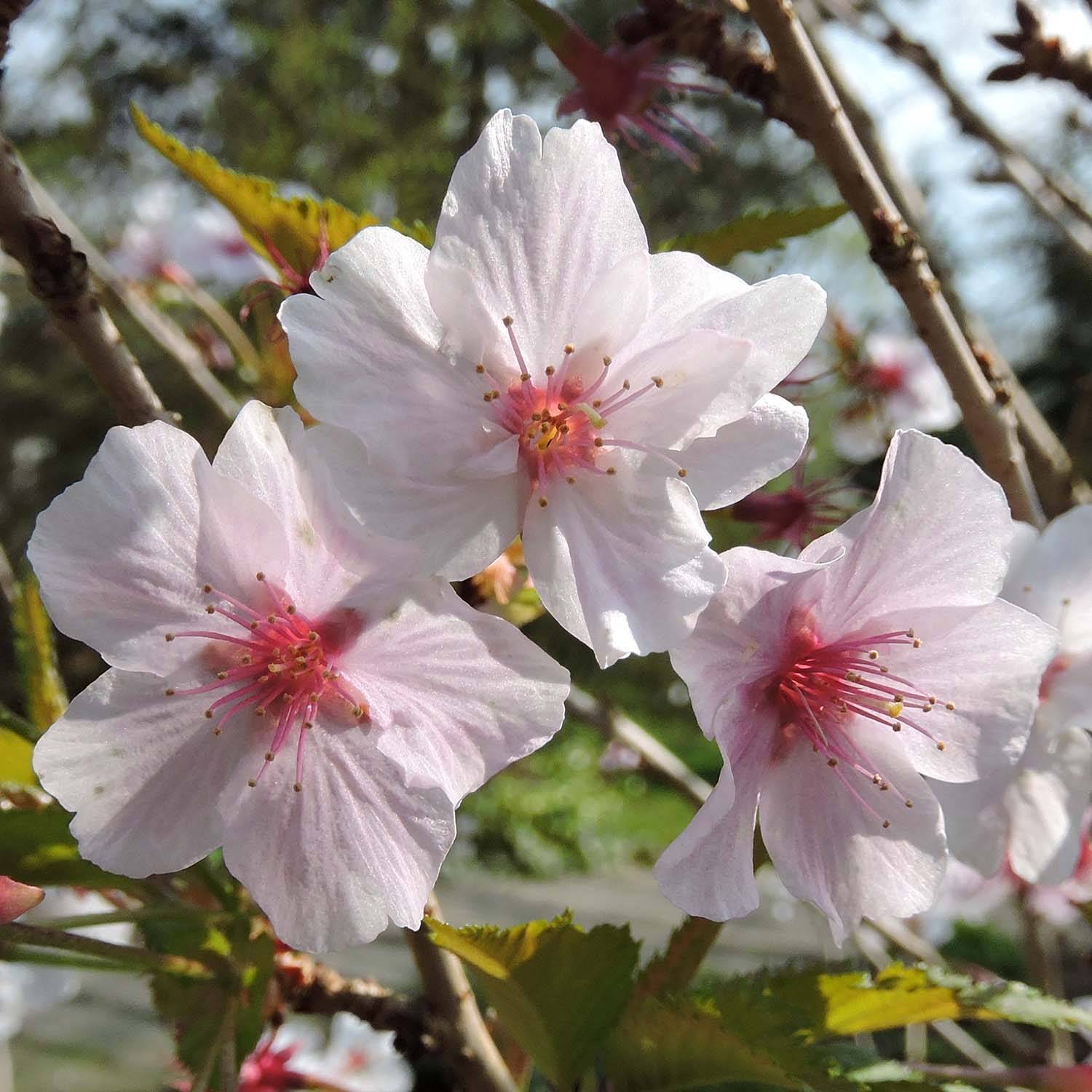 Promesse de Fleurs - Cerisier à fleurs - Prunus nipponica Brillant Pot de 4L/5L, Tige - Image 1