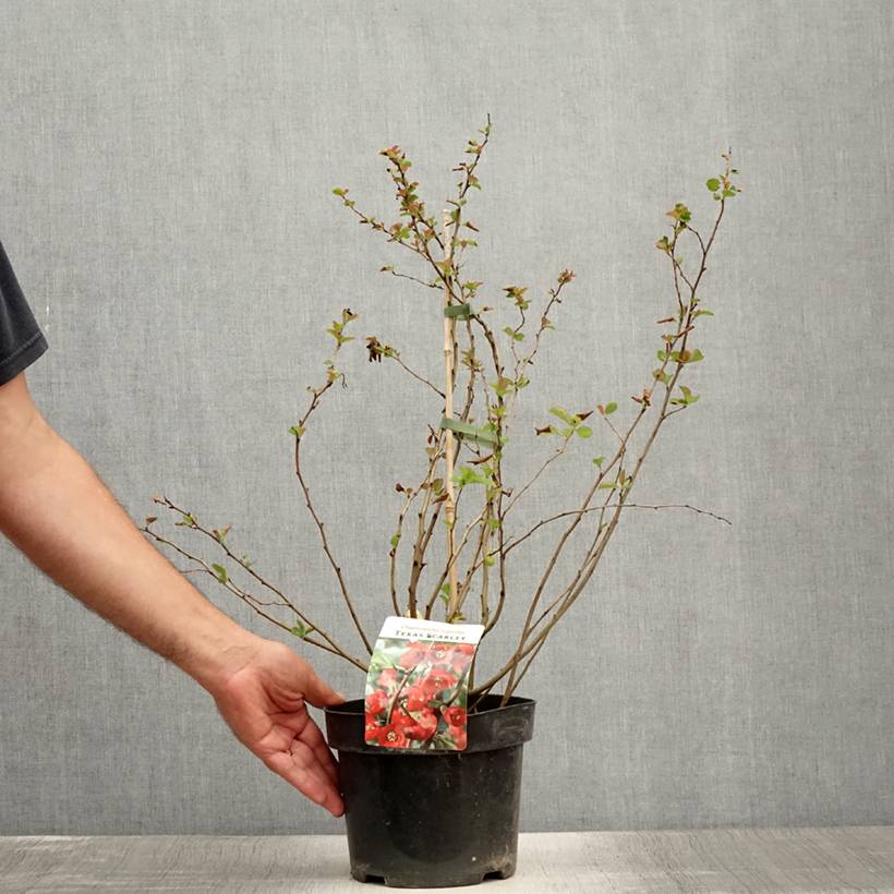 Cognassier du Japon - Chaenomeles x superba Texas Scarlet Pot de 2L/3L - Image 2