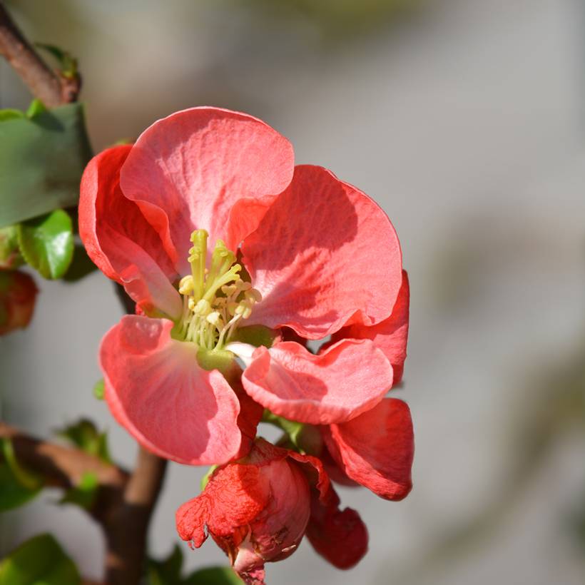 Cognassier du Japon - Chaenomeles x superba Texas Scarlet Pot de 2L/3L - Image 1