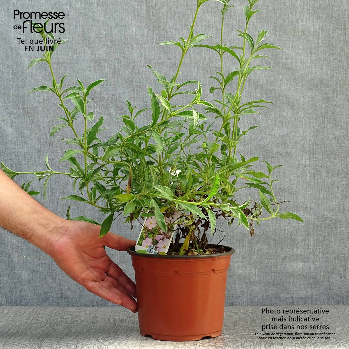 Promesse de Fleurs - Cistus skanbergii - Ciste Pot de 2L/3L - Image 2